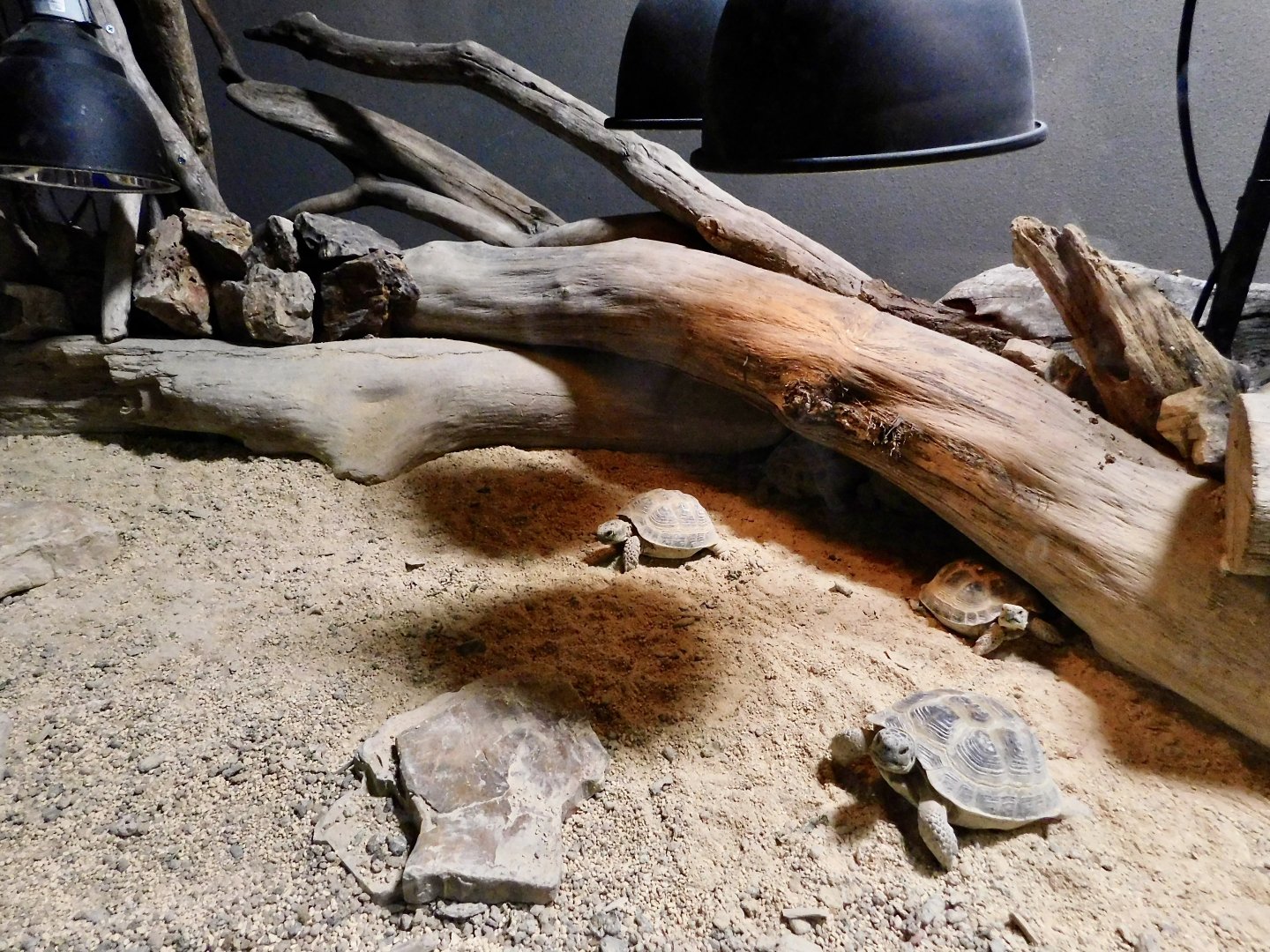 Horsfield's Tortoise Exhibit - Kawasui Kawasaki Aquarium October 8, 2025