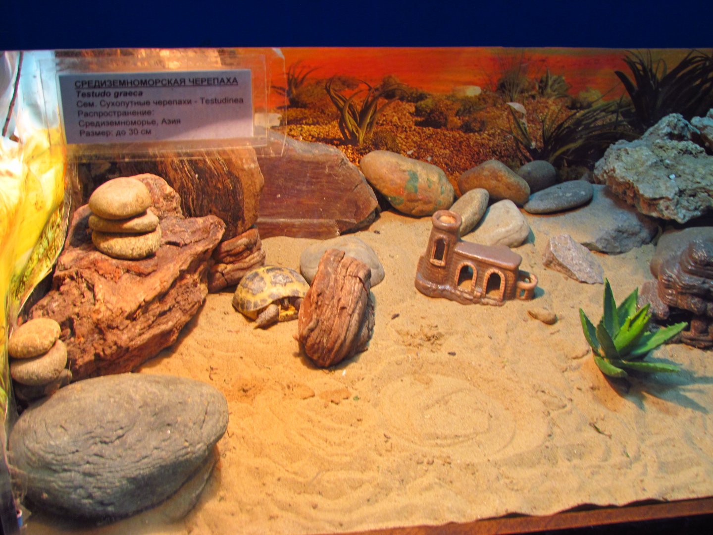 Horsfield's tortoise exhibit (labelled as Greek tortoise)