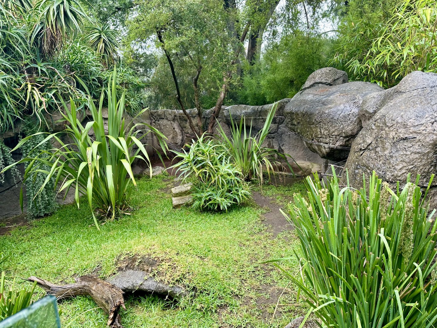 Horsfield’s Tortoise Exhibit