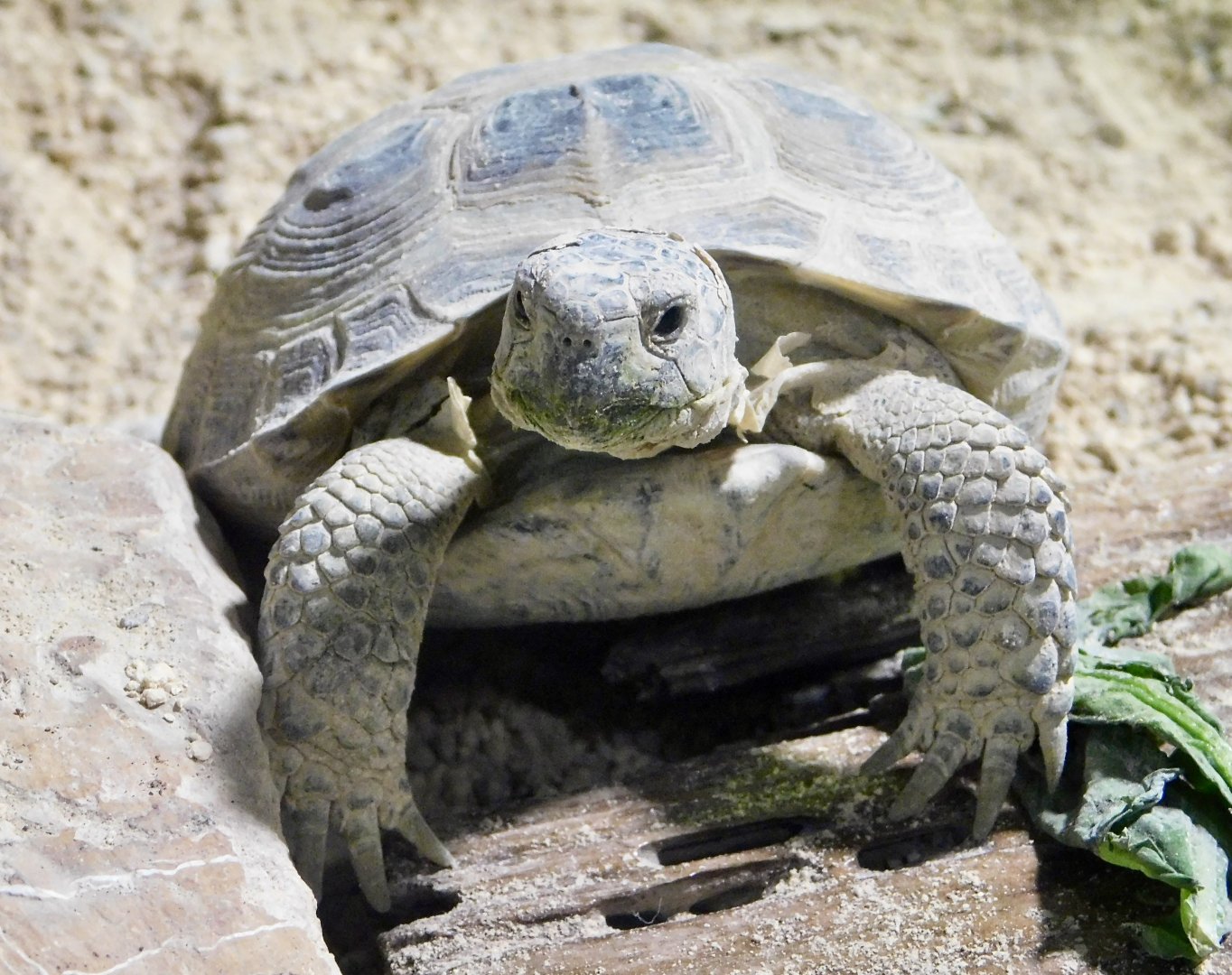 Horsfield's Tortoise (Testudo horsfieldii) - Kawasui Kawasaki Aquarium November 19, 2025