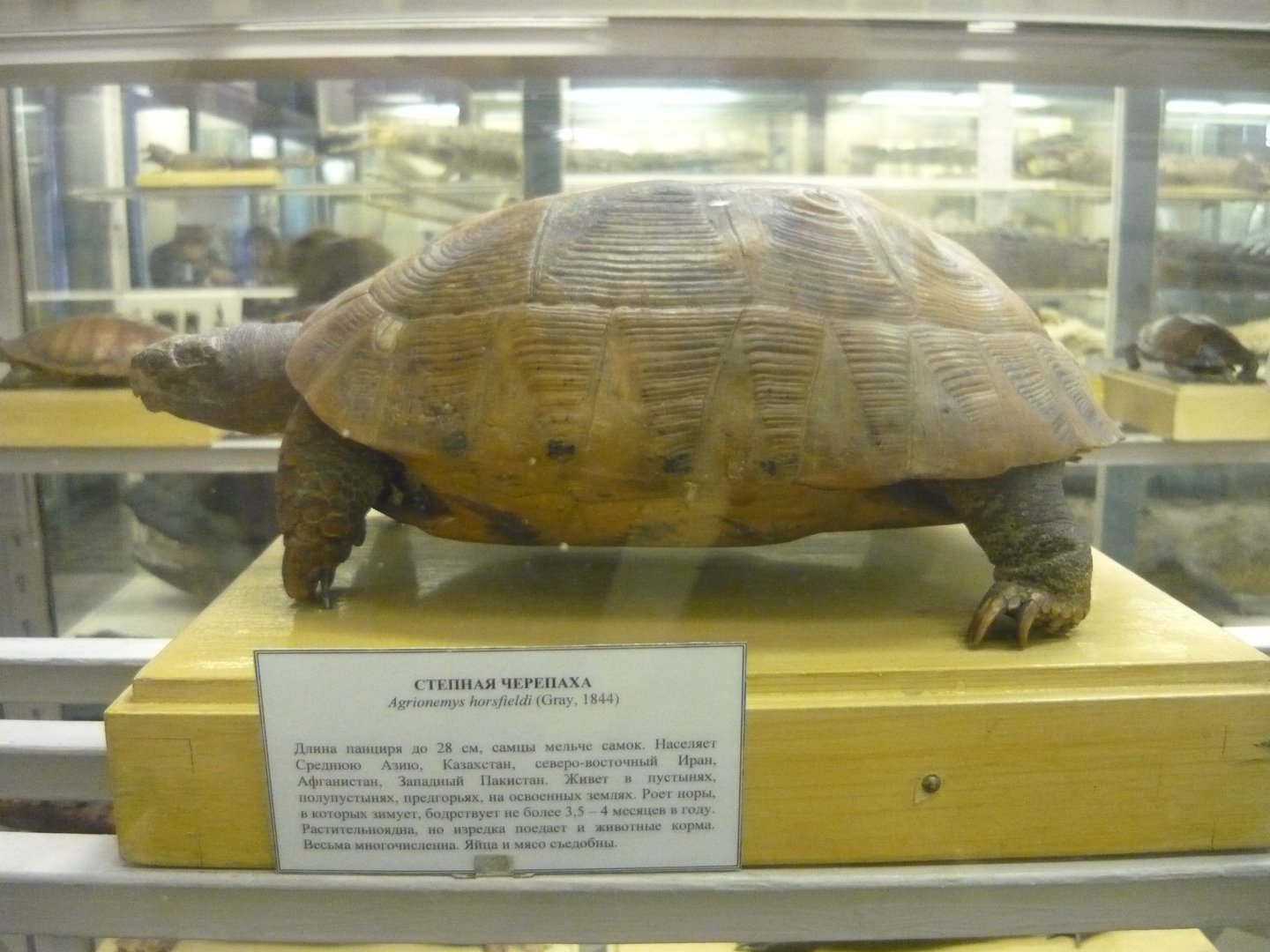 Horsfield's tortoise