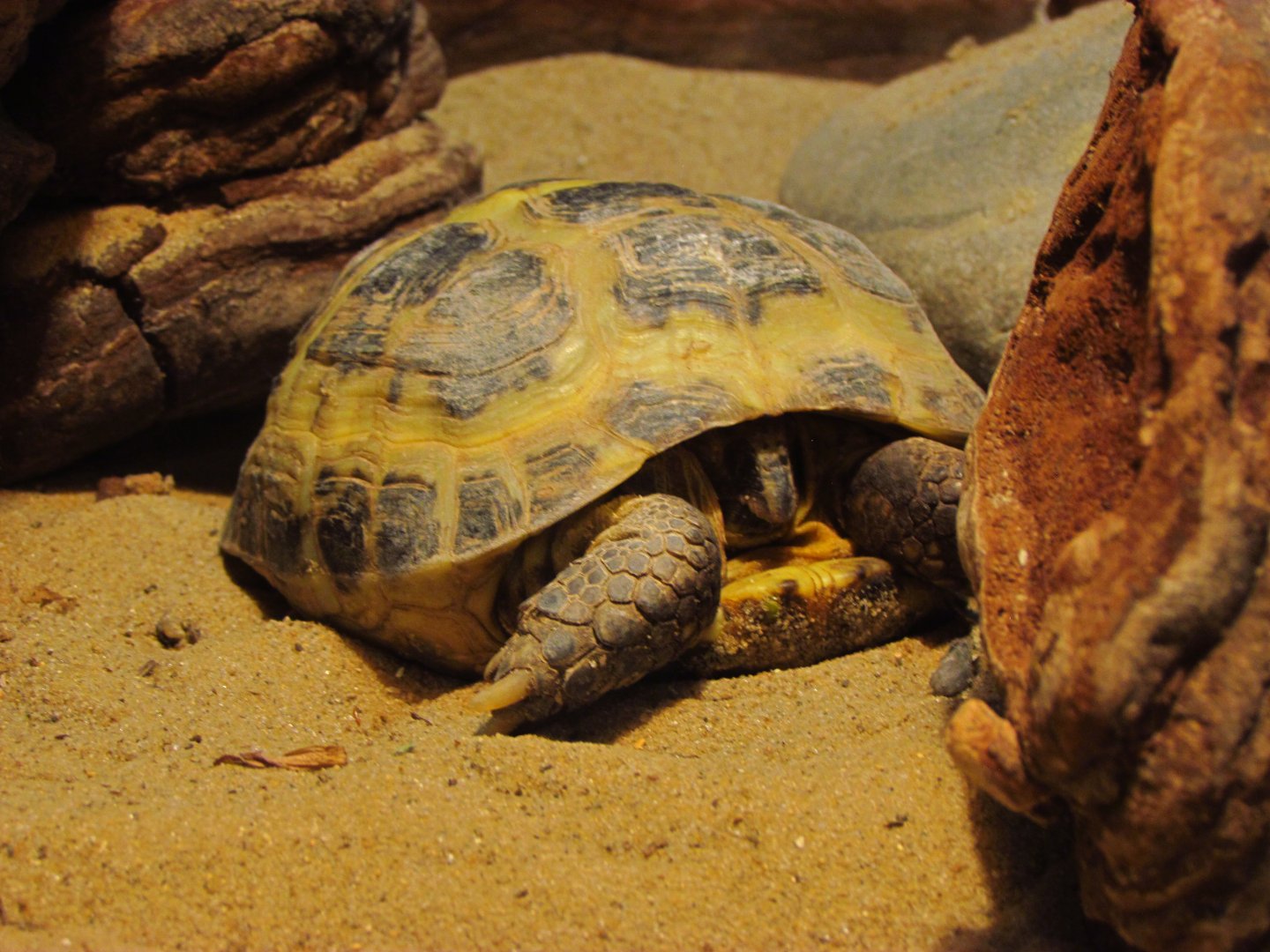 Horsfield's tortoise