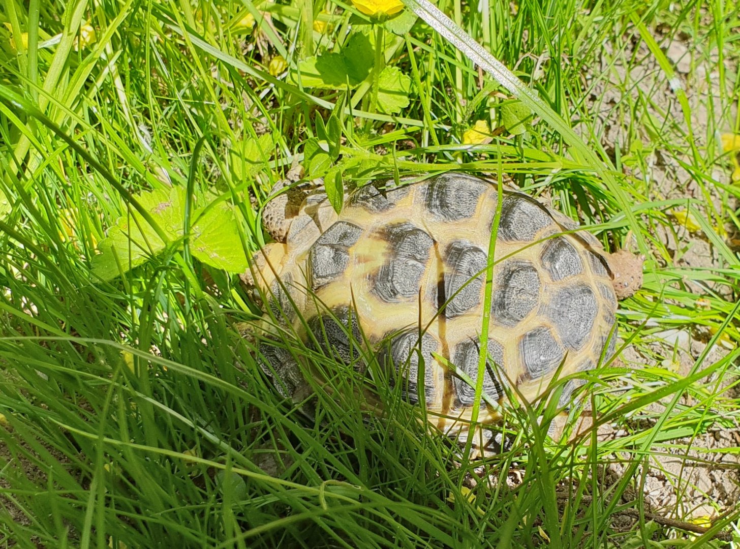 Horsfield's tortoise