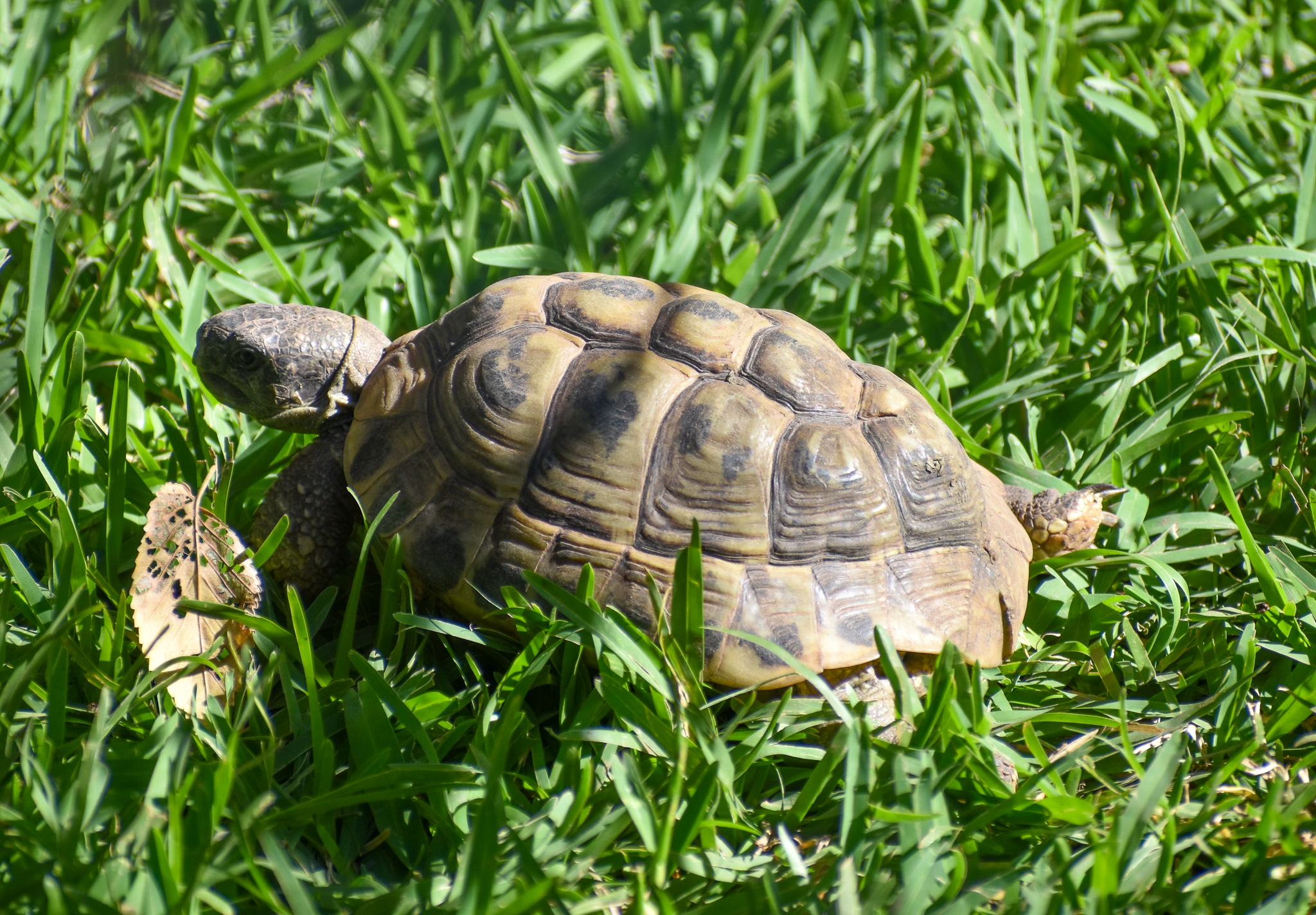 Horsfield's Tortoise?