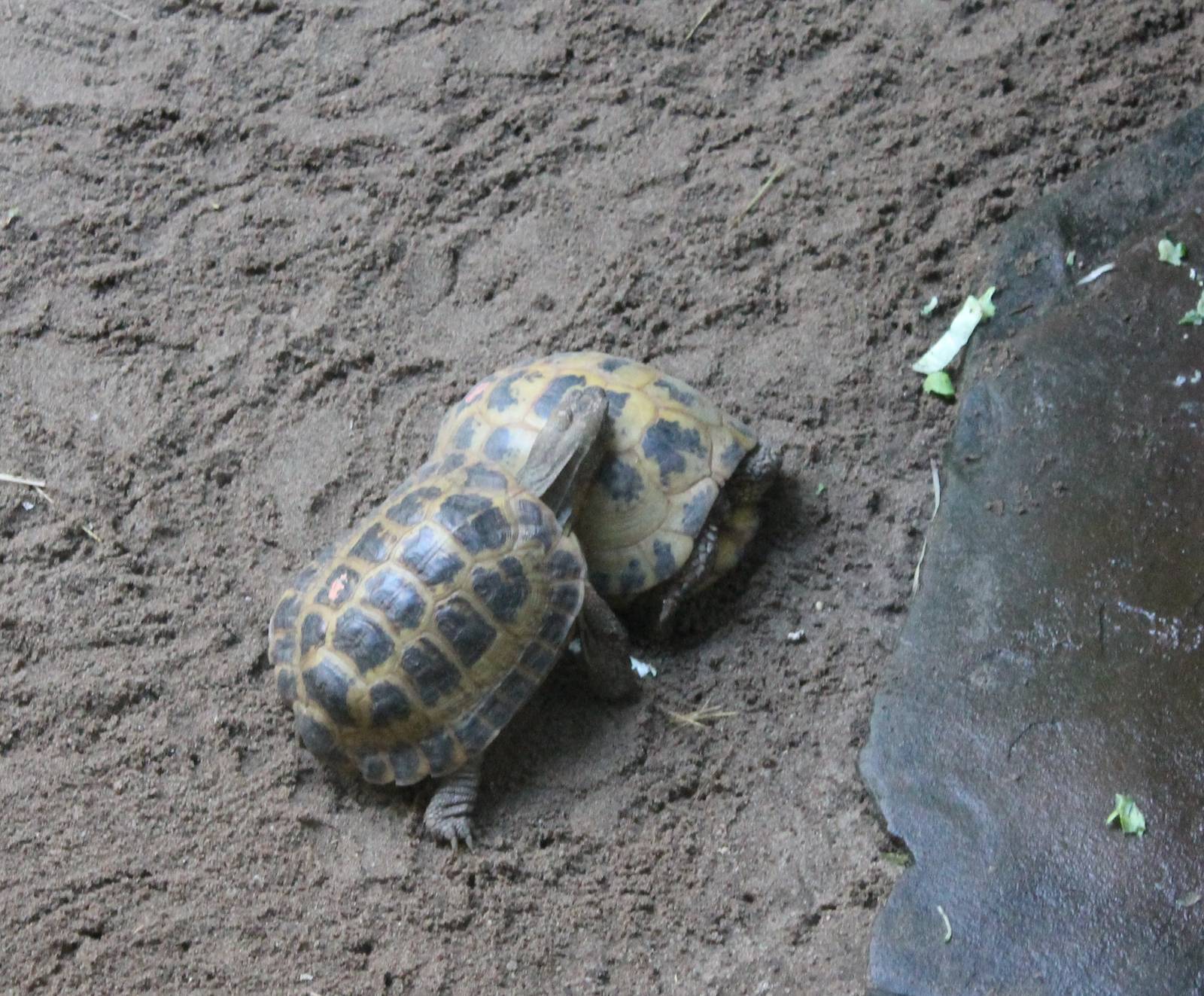 Horsfield's tortoises