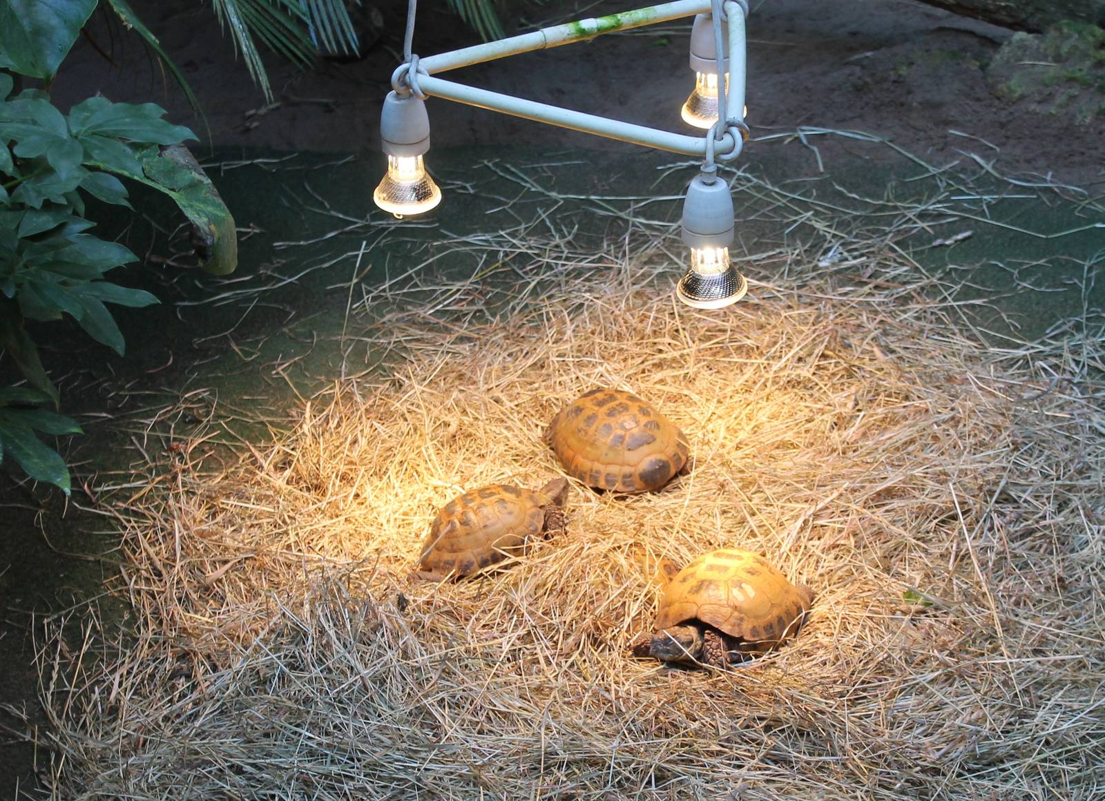 Horsfield's tortoises