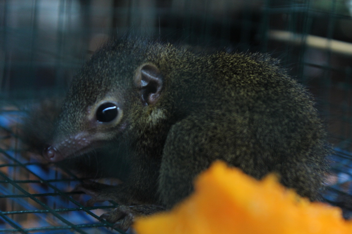 Horsfield's treeshrew (Tupaia javanica)