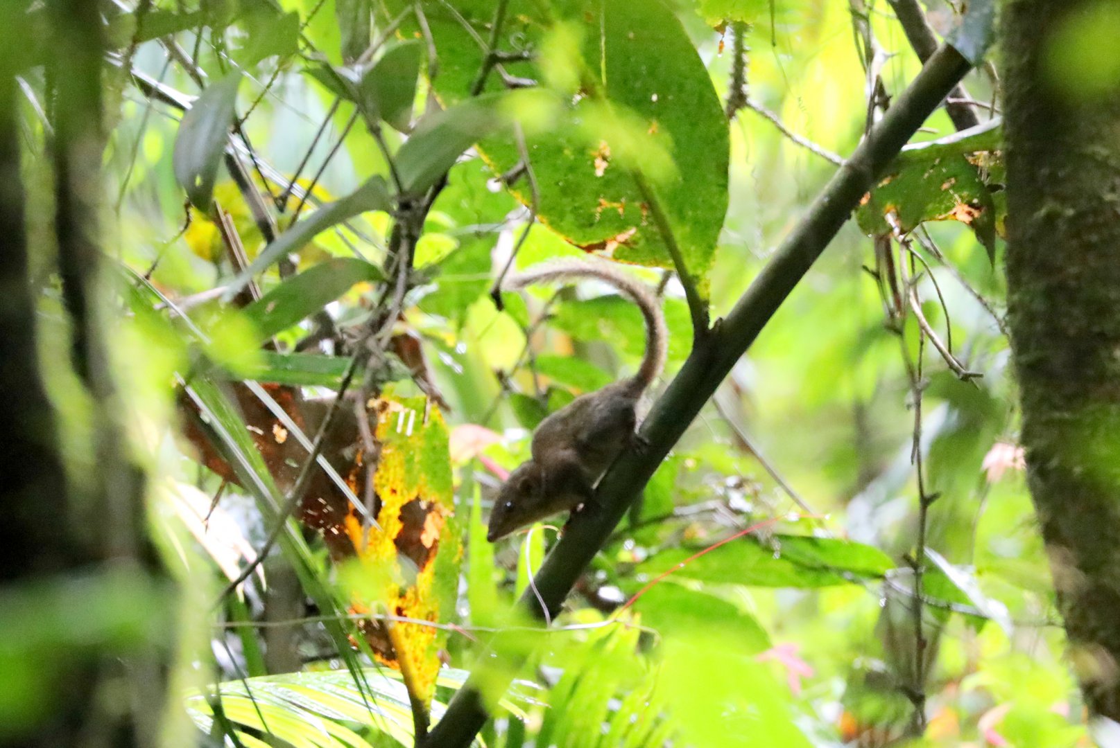 Horsfield's treeshrew (Tupaia javanica)