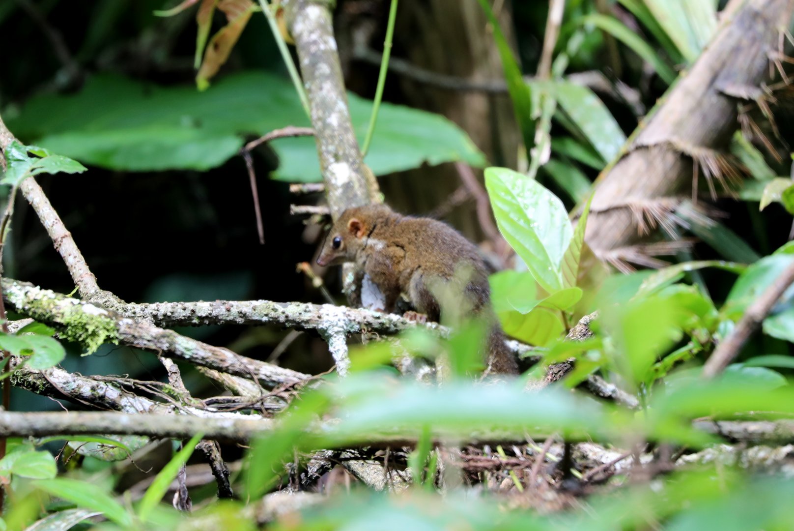Horsfield's treeshrew (Tupaia javanica)