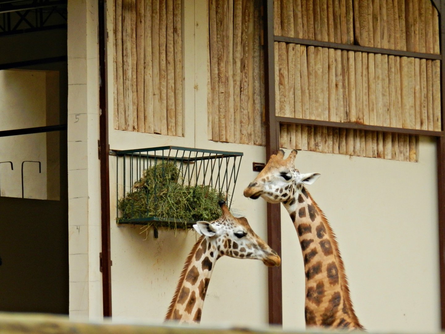 "Hortênsia" and "Oscar", the rothschild giraffes - Zooparque Itatiba
