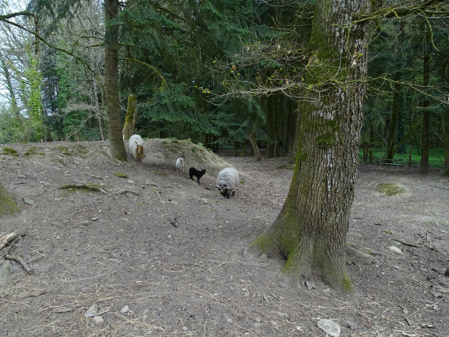 Hortobágy Racka Sheep exhibit - Parc animalier d'Ecouves