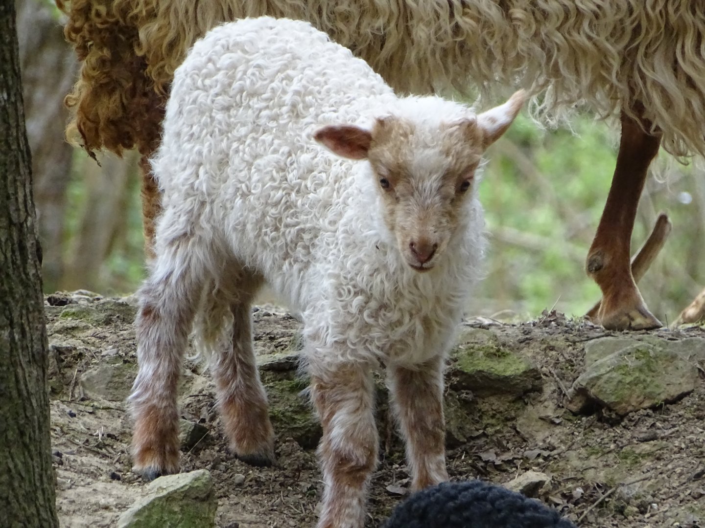 Hortobágy Racka Sheep - Parc animalier d'Ecouves