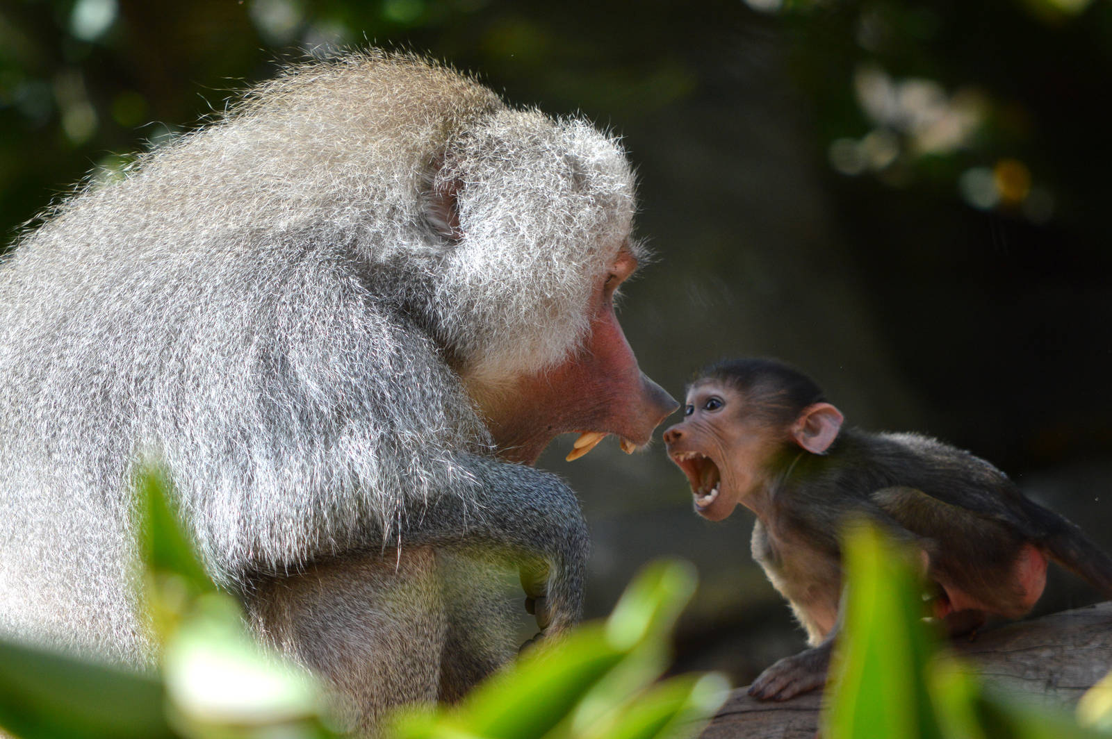Horus and baby Tomkay