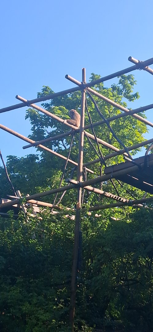 Hosen a white handed gibbon on gibbon island