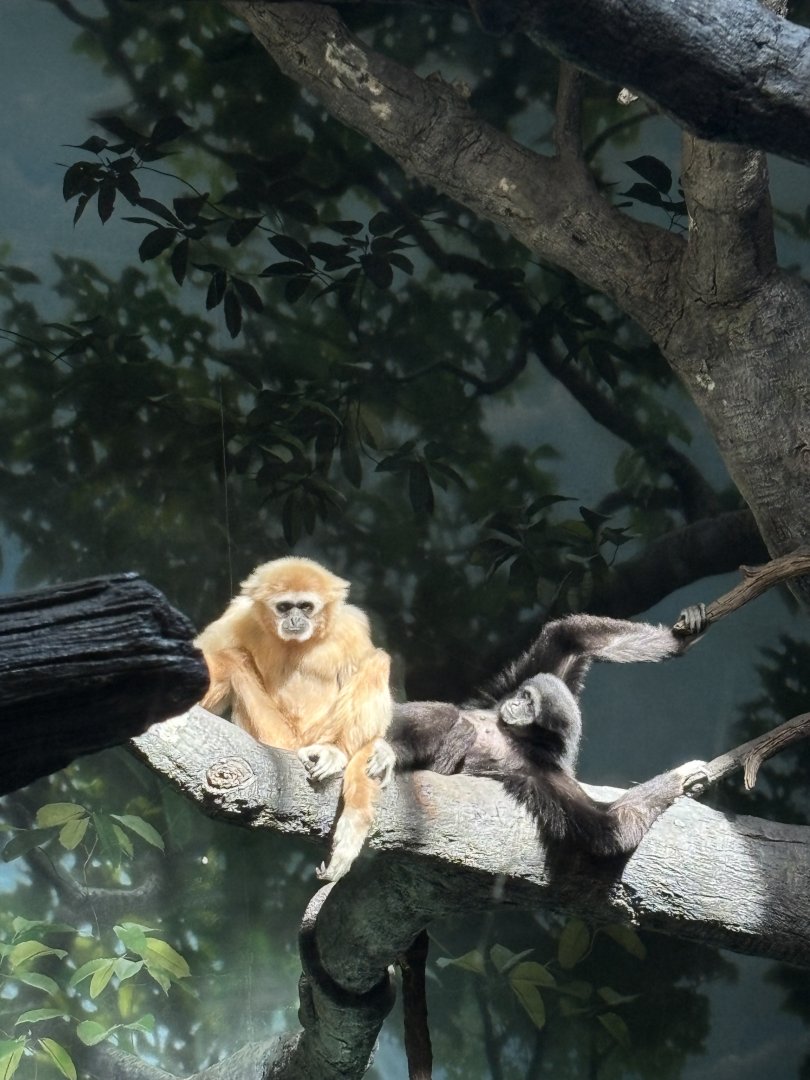 Hosen and Kavi the White Handed Gibbons - Jungle Trails