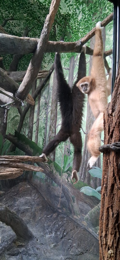 Hosen and kavi white handed gibbon hanging out together
