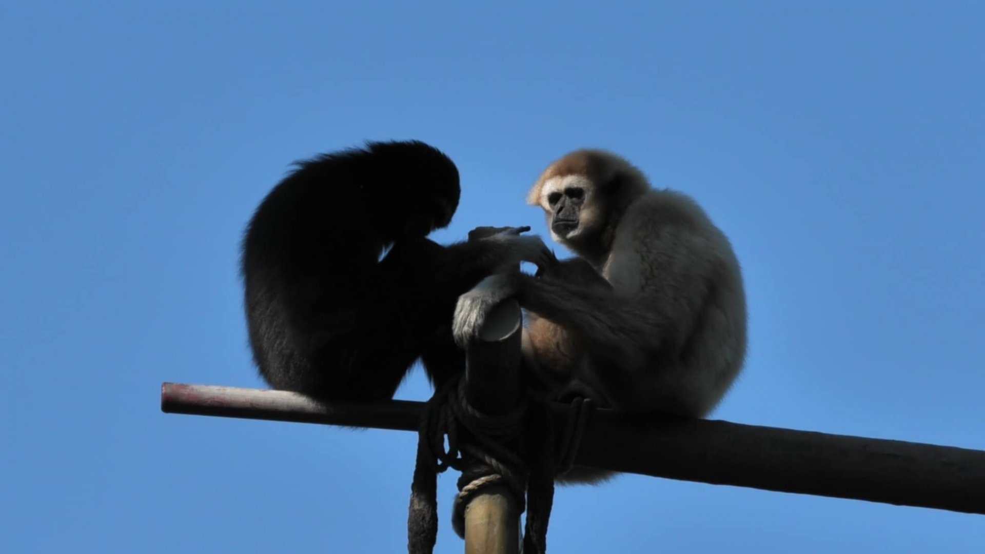 Hosen and kavi white handed gibbons