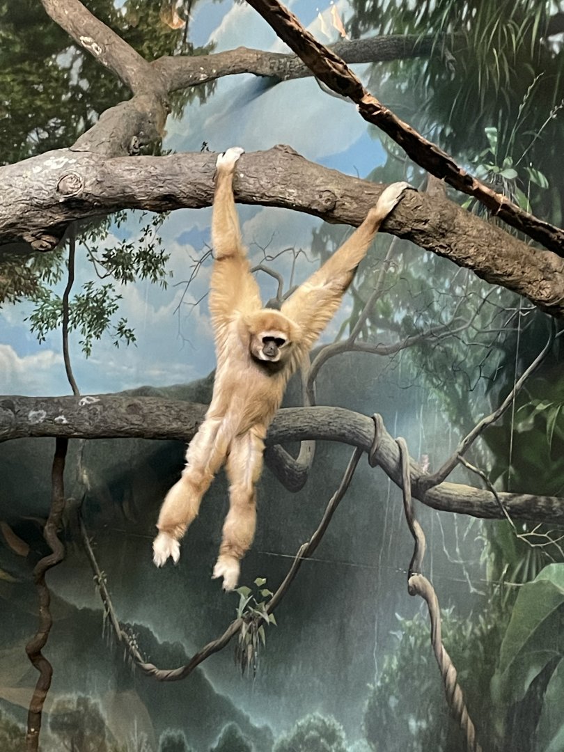 Hosen the White Handed Gibbon