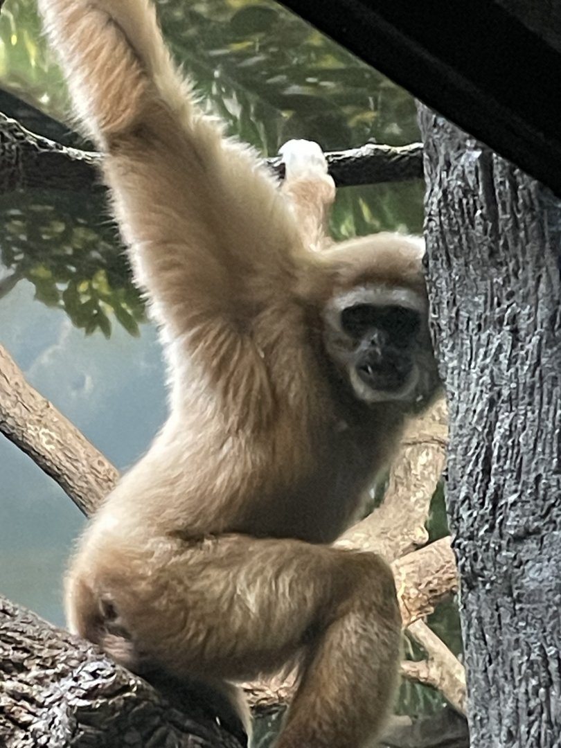 Hosen the White Handed Gibbon