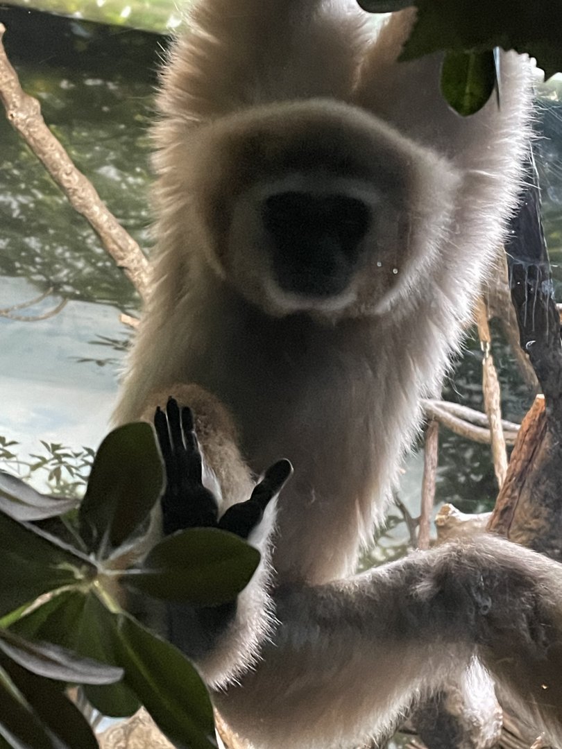 Hosen the White Handed Gibbon
