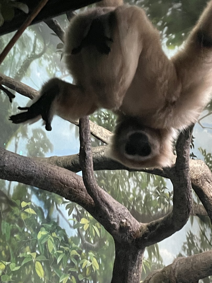 Hosen the White Handed Gibbon