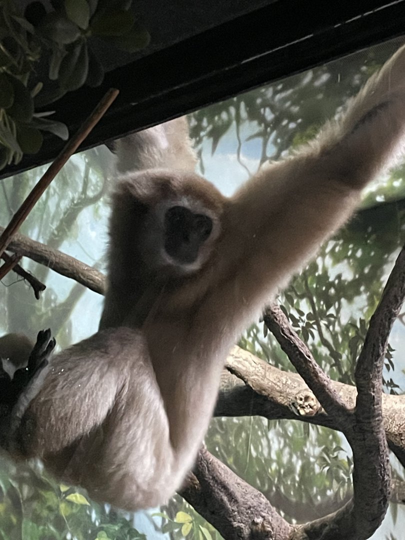 Hosen the White Handed Gibbon