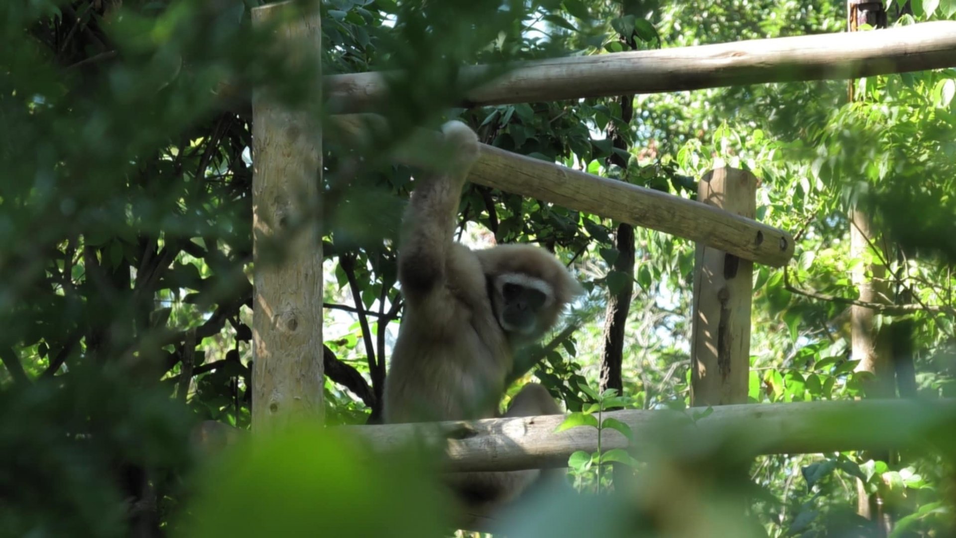 Hosen the white handed gibbon