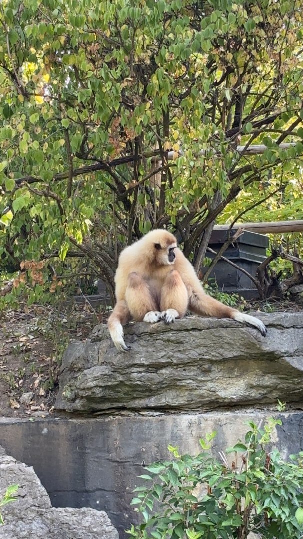 Hosen the White Handed Gibbon