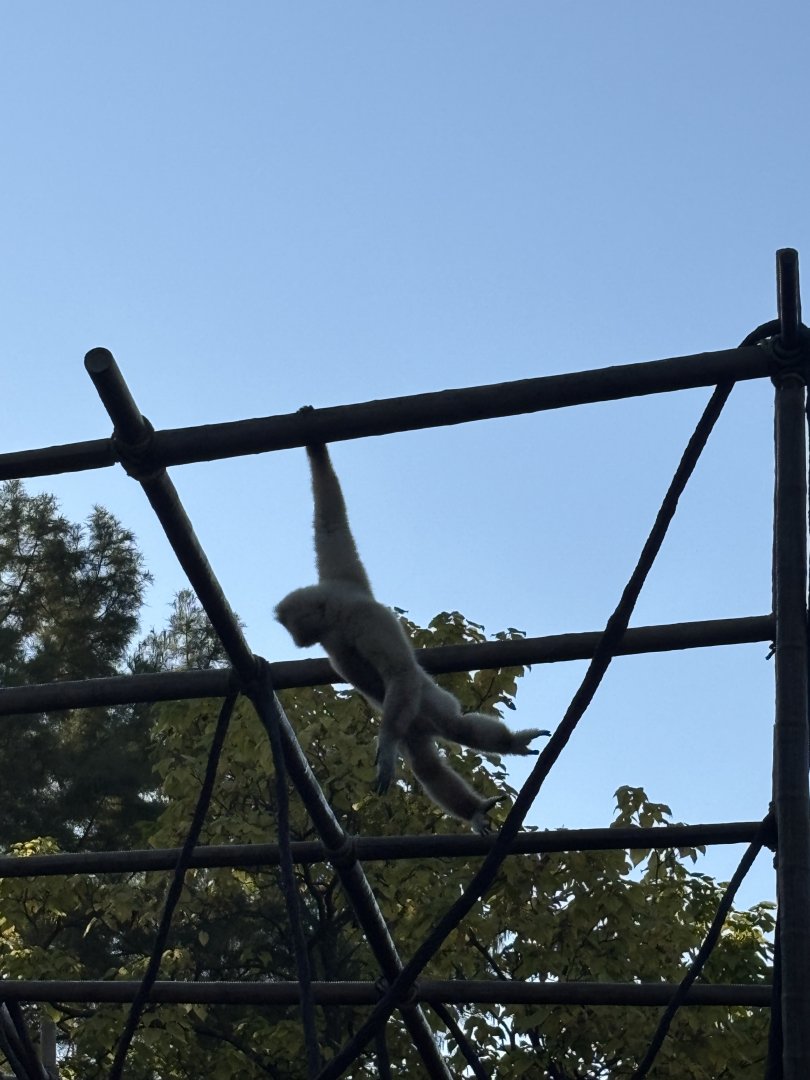 Hosen the White Handed Gibbon