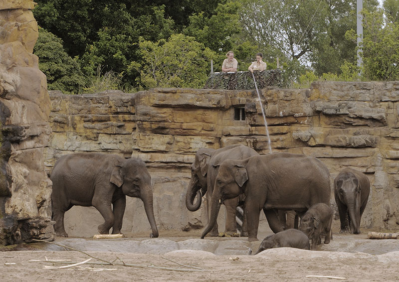 Hosing down the elephants