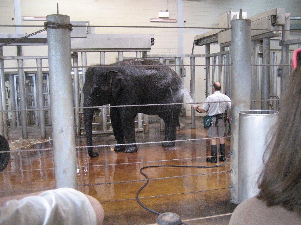 Hosing down the elephants