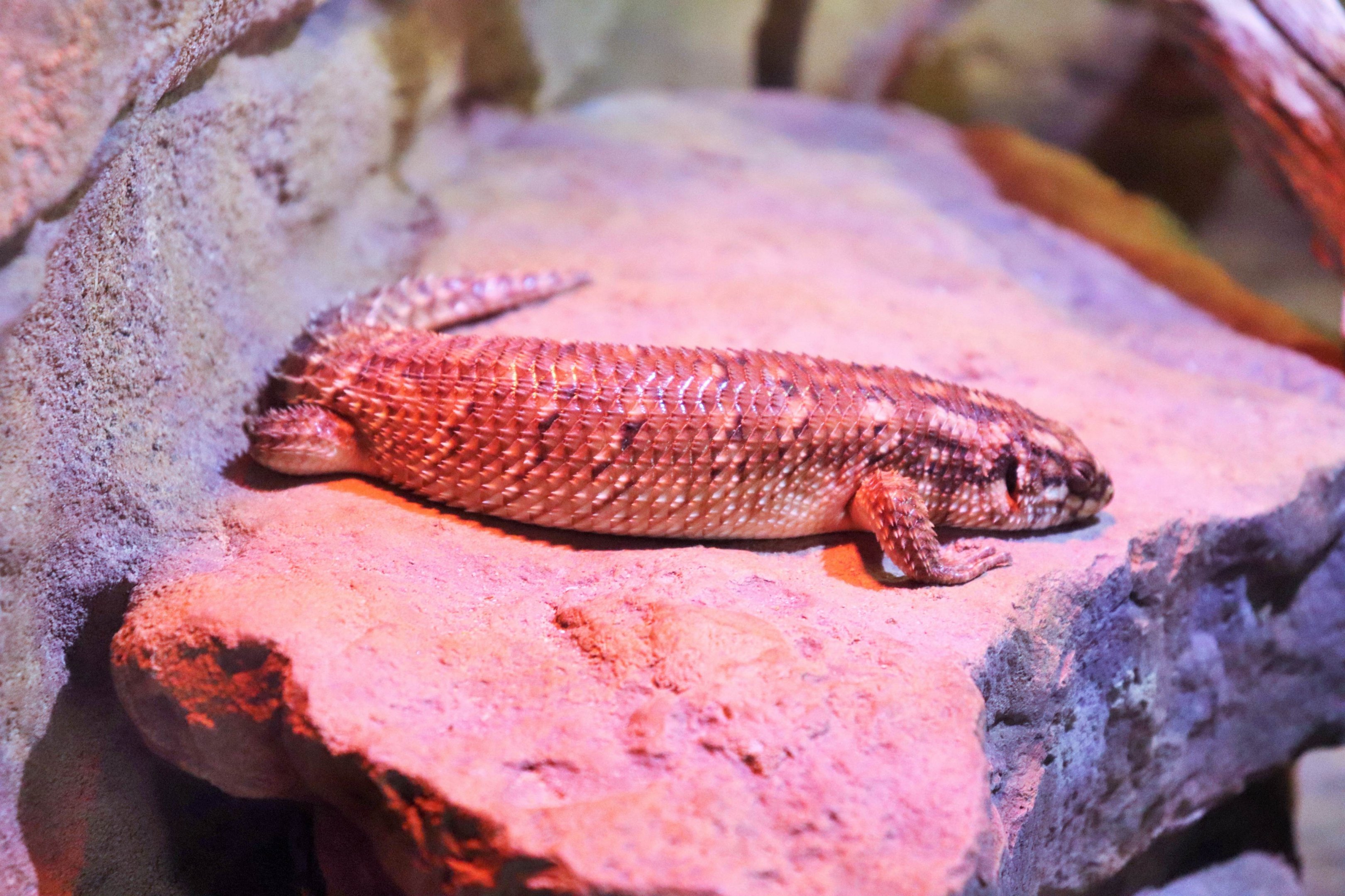 Hosmer's skink (Egernia hosmeri)