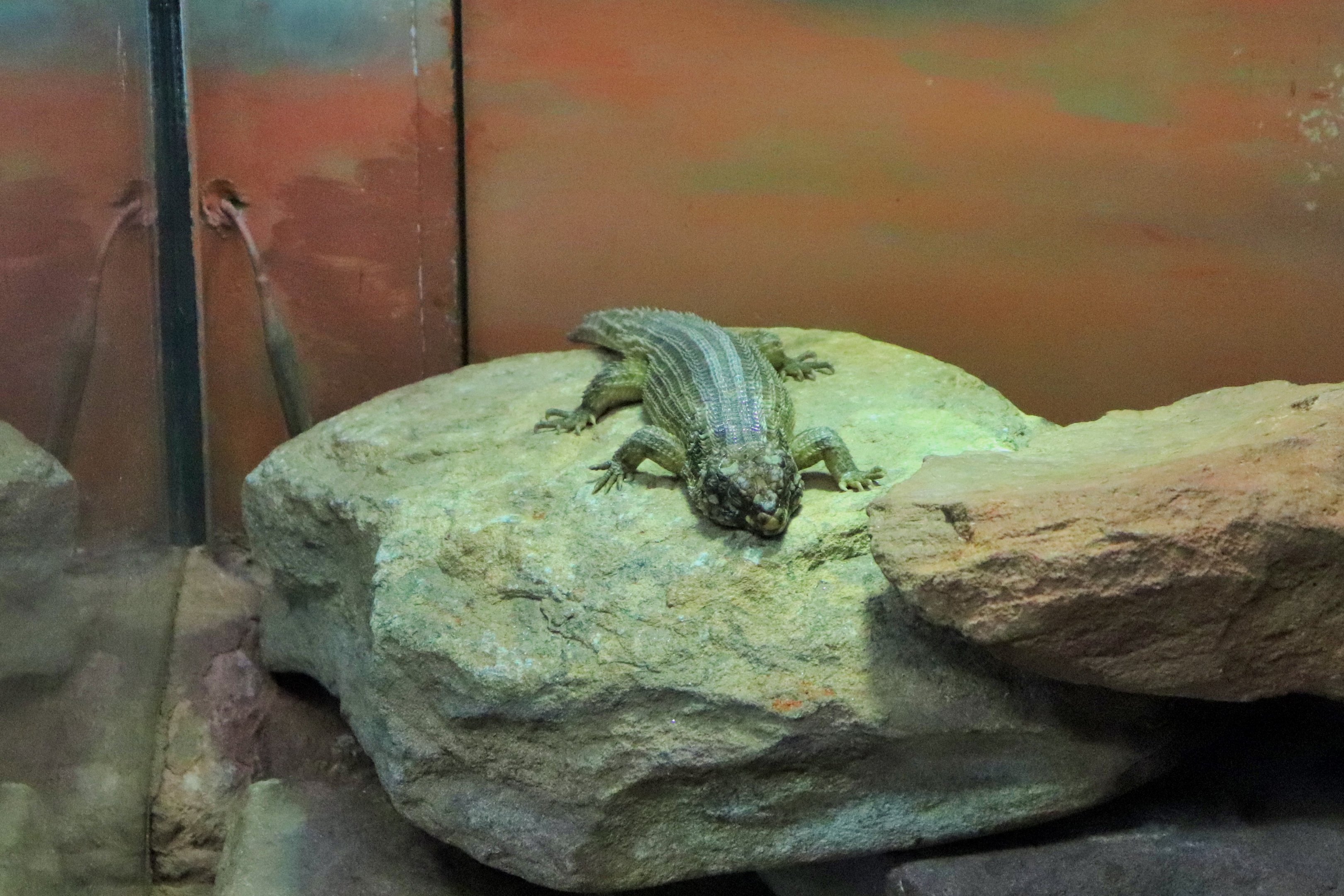 Hosmer's Skink (Egernia hosmeri)