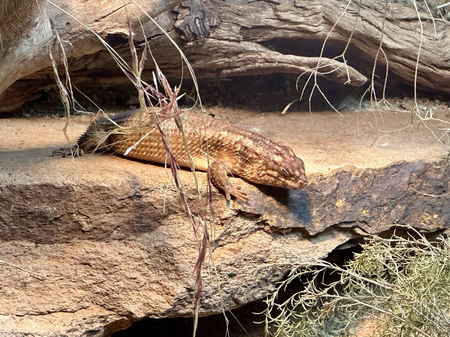 Hosmer’s skink (Egernia hosmeri)