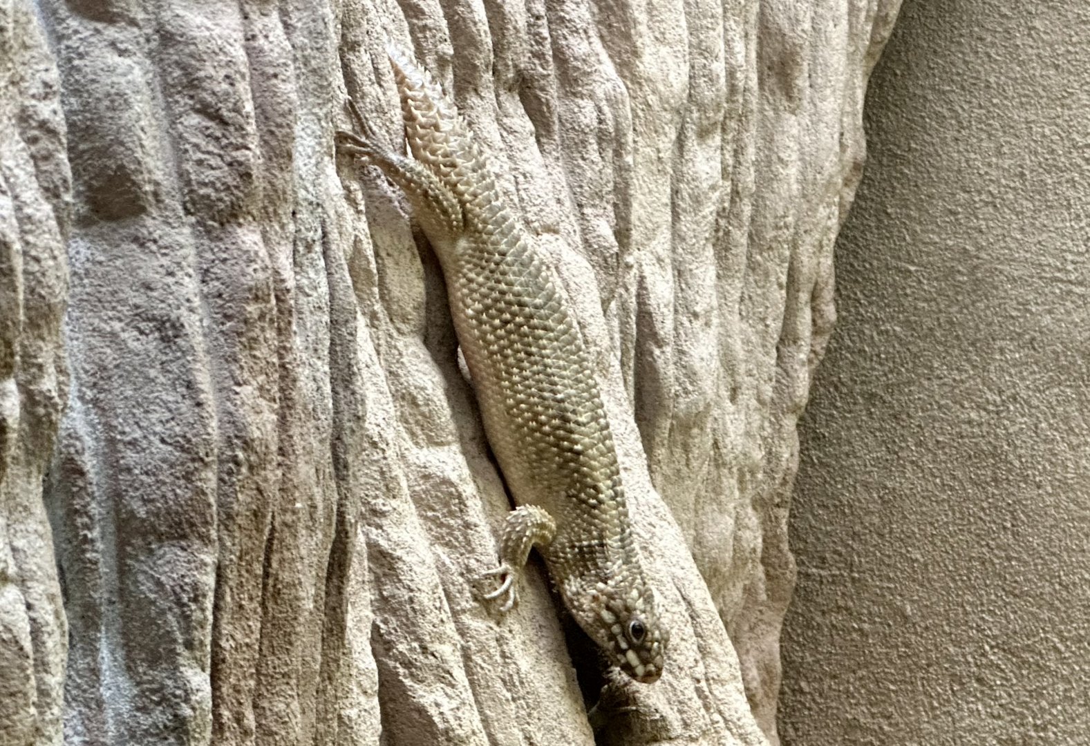 Hosmer’s skink (Egernia hosmeri)