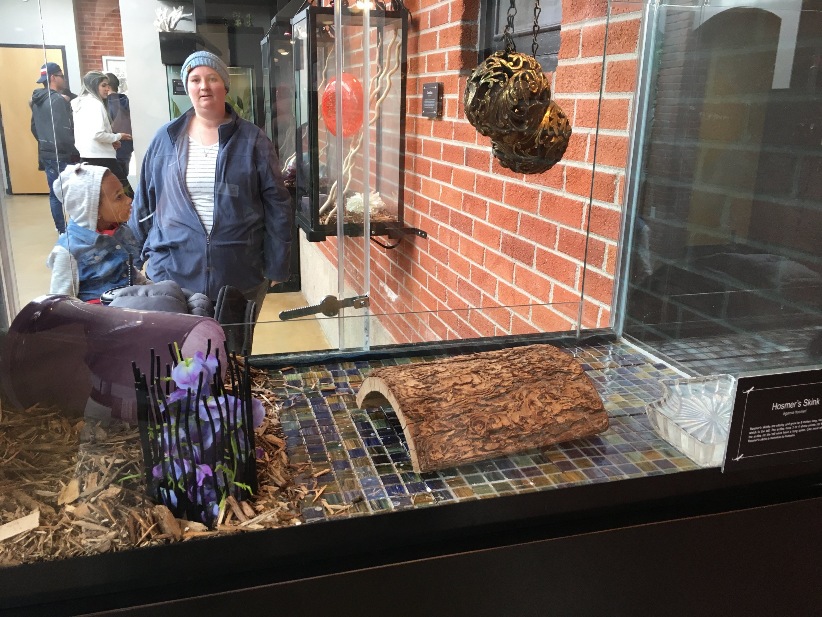 Hosmer’s skink exhibit