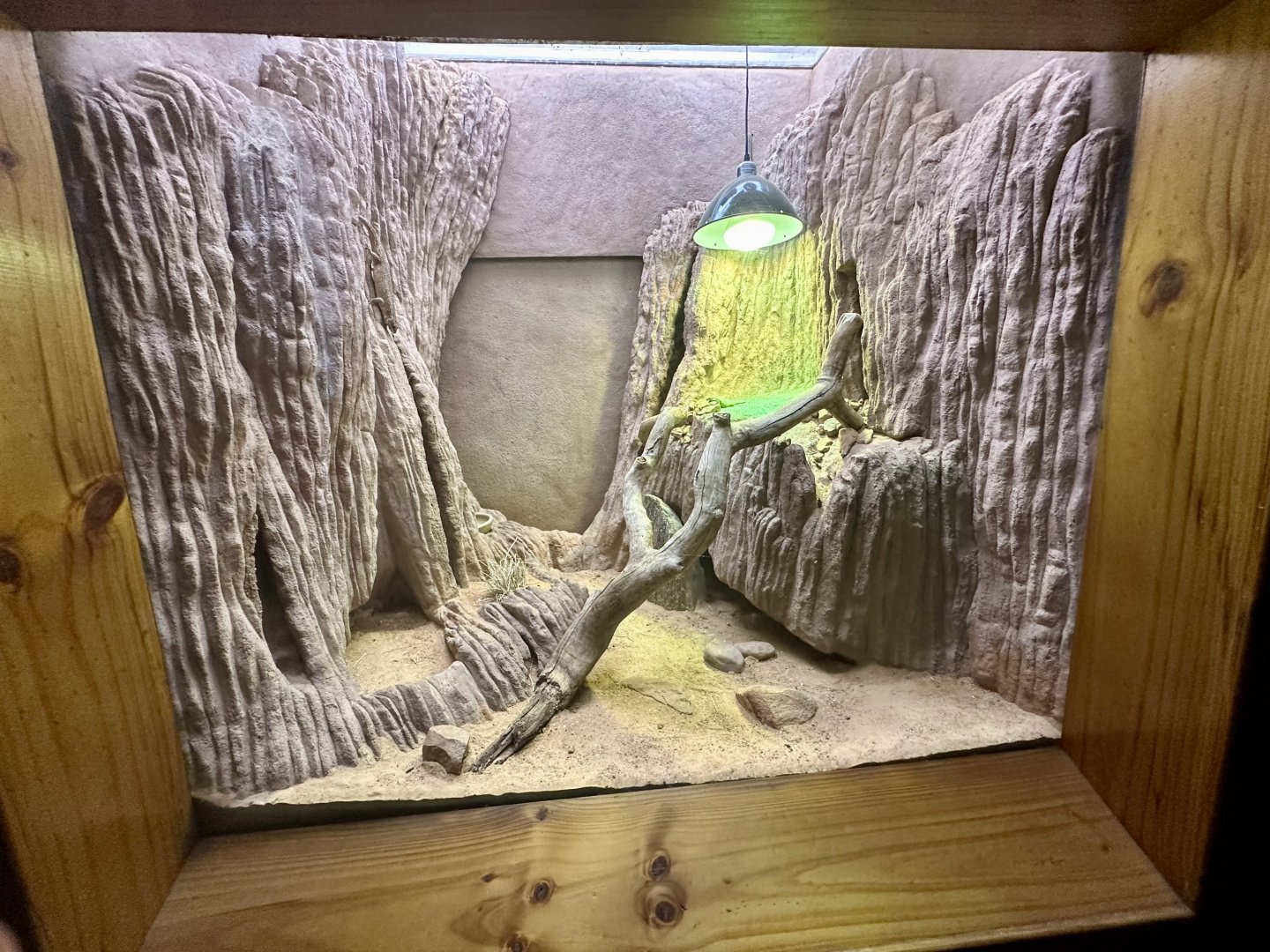 Hosmer’s Skink Exhibit