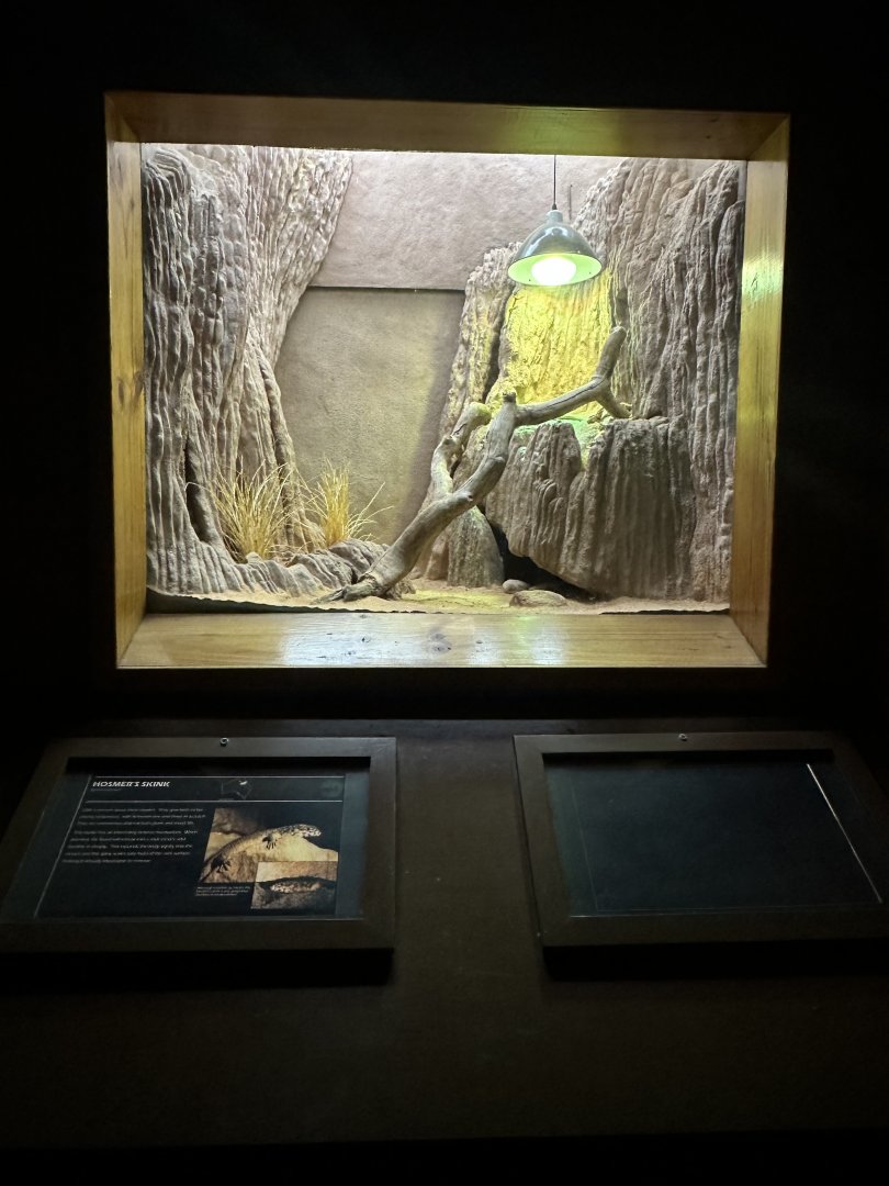 Hosmers skink exhibit