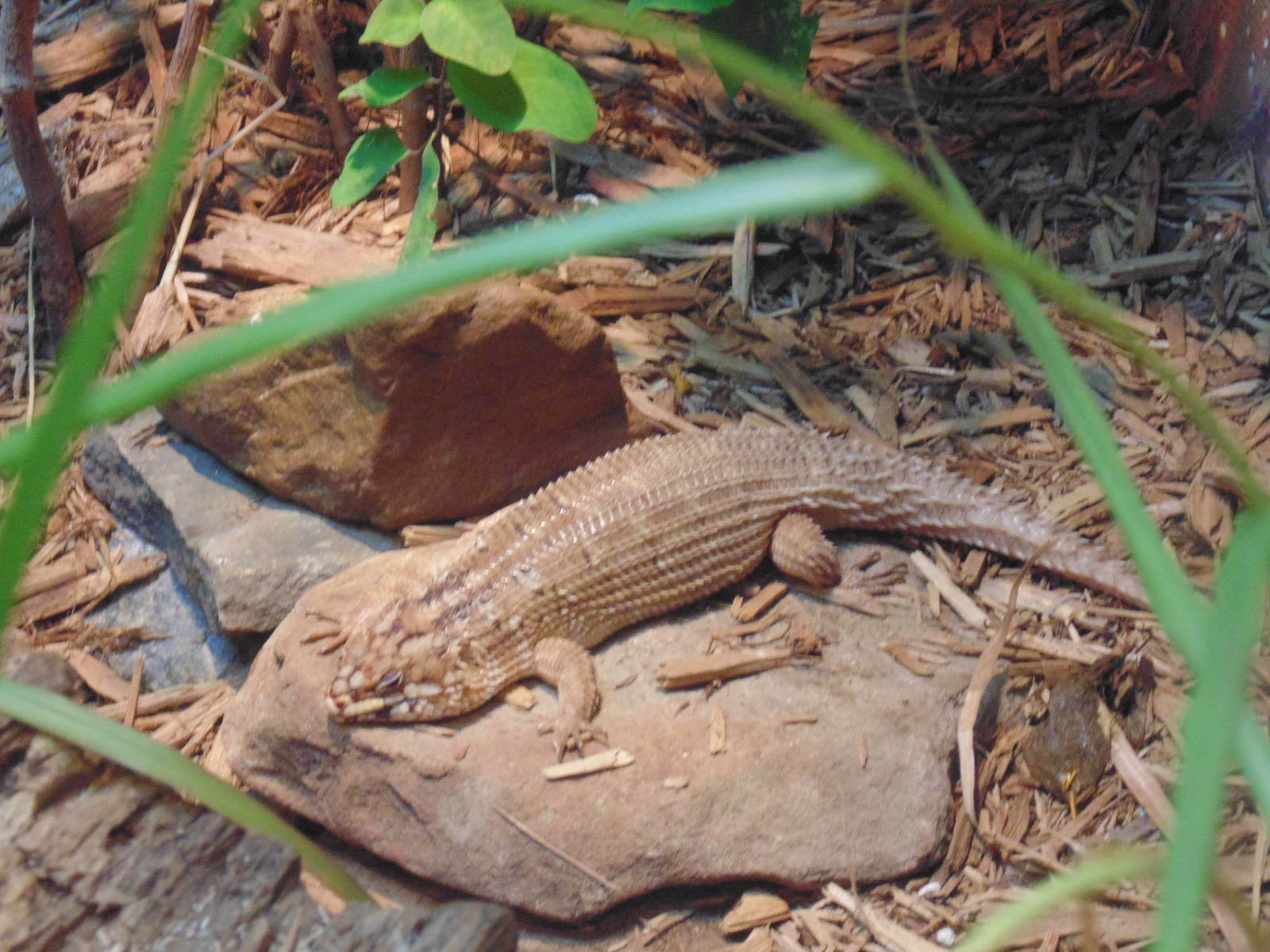 Hosmer's Skink- Only US zoo to exhibit this species