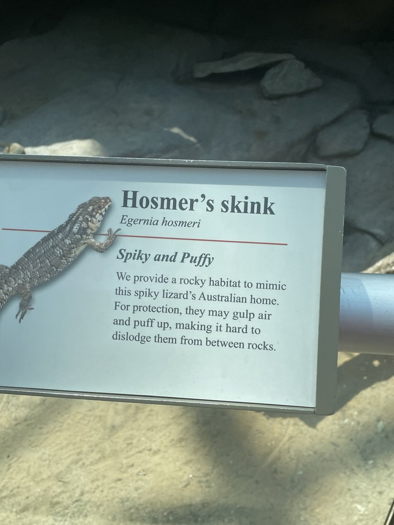 Hosmers Skink Signage (No Show)