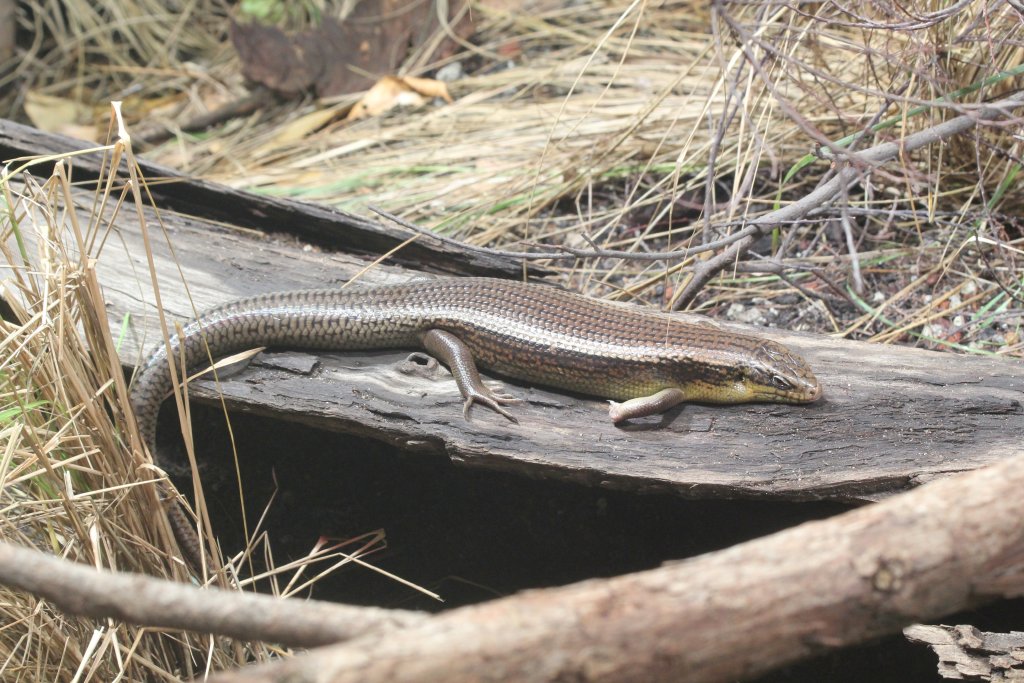 Hosmer's Skink