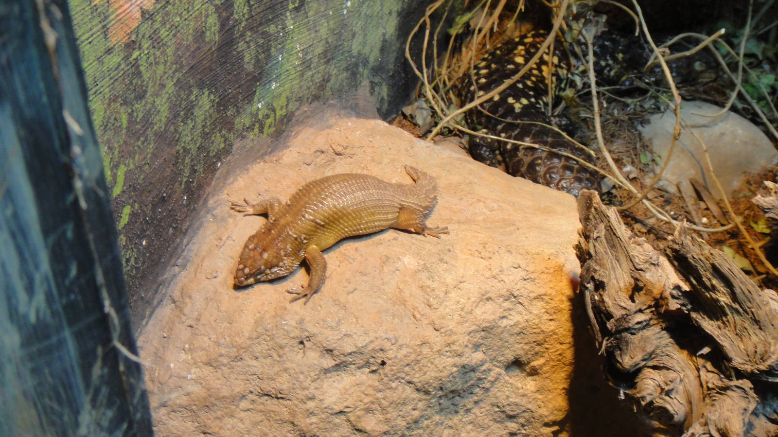 Hosmer's skink