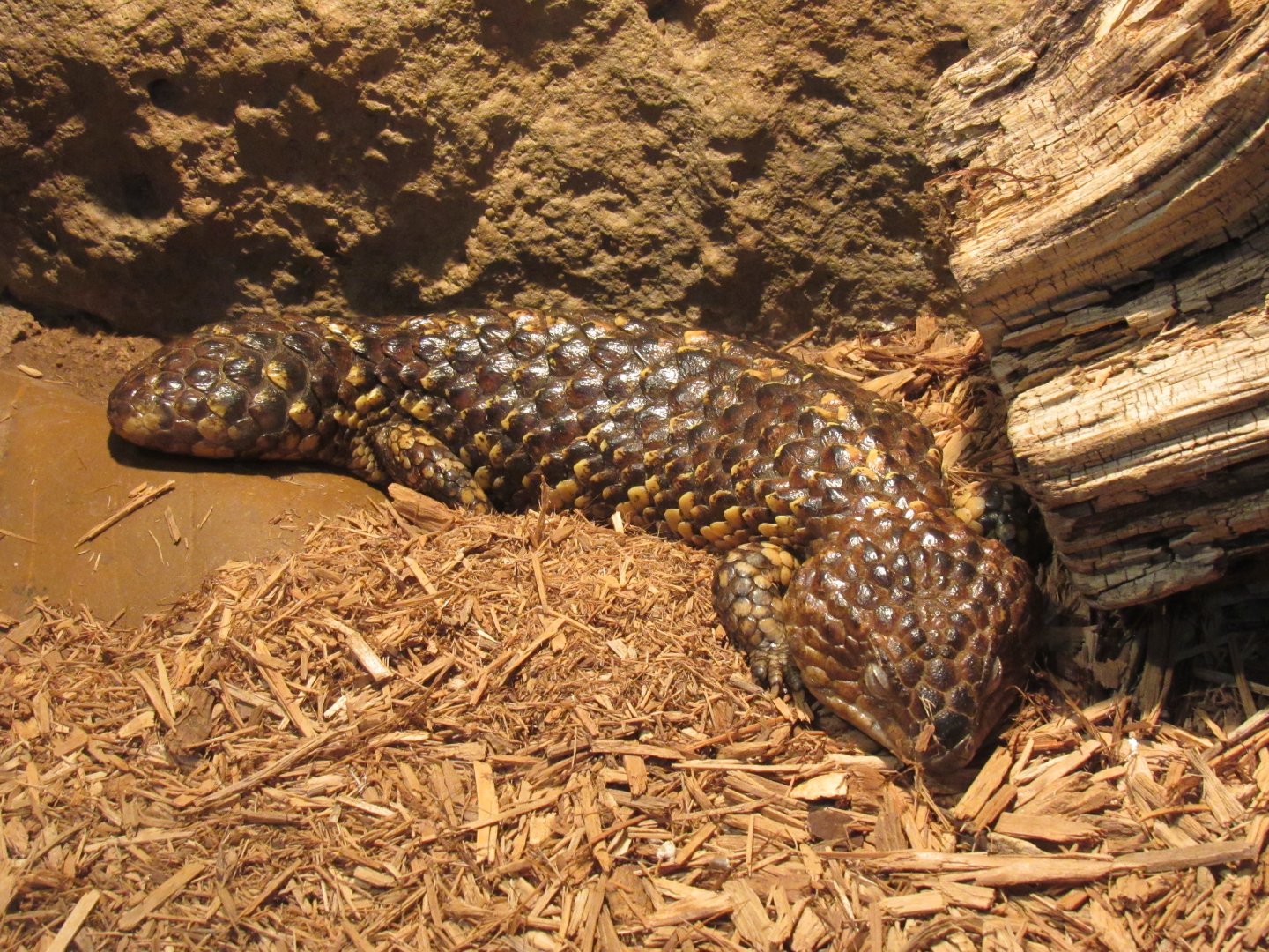 Hosmer's skink