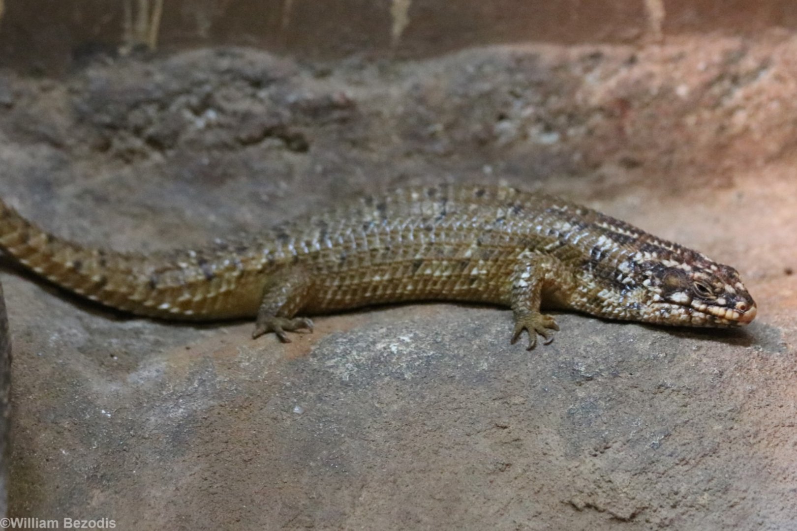 Hosmer's Skink