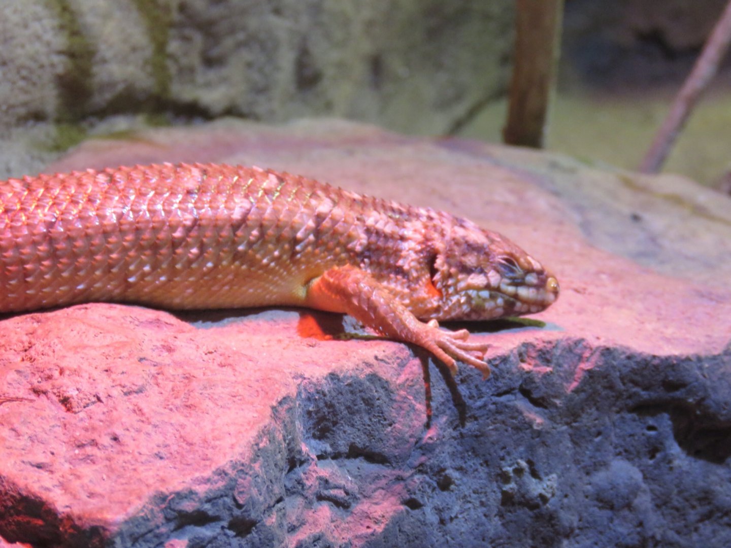 Hosmer’s Skink