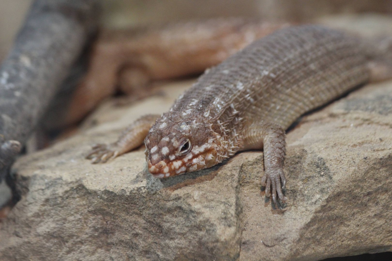 Hosmer's Skink