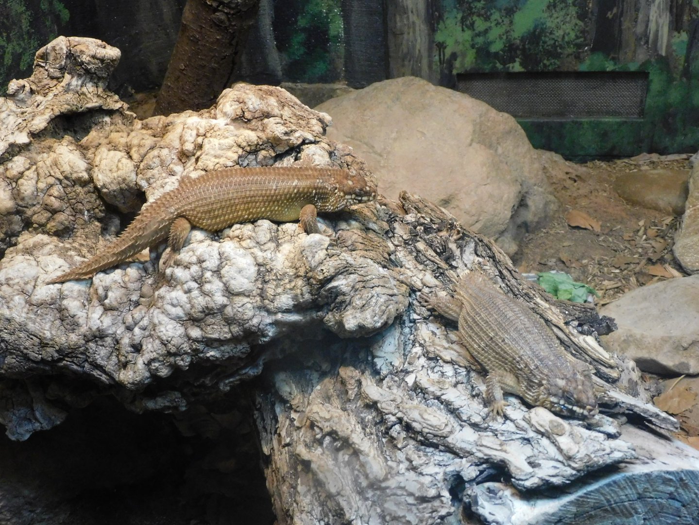 Hosmer's skink