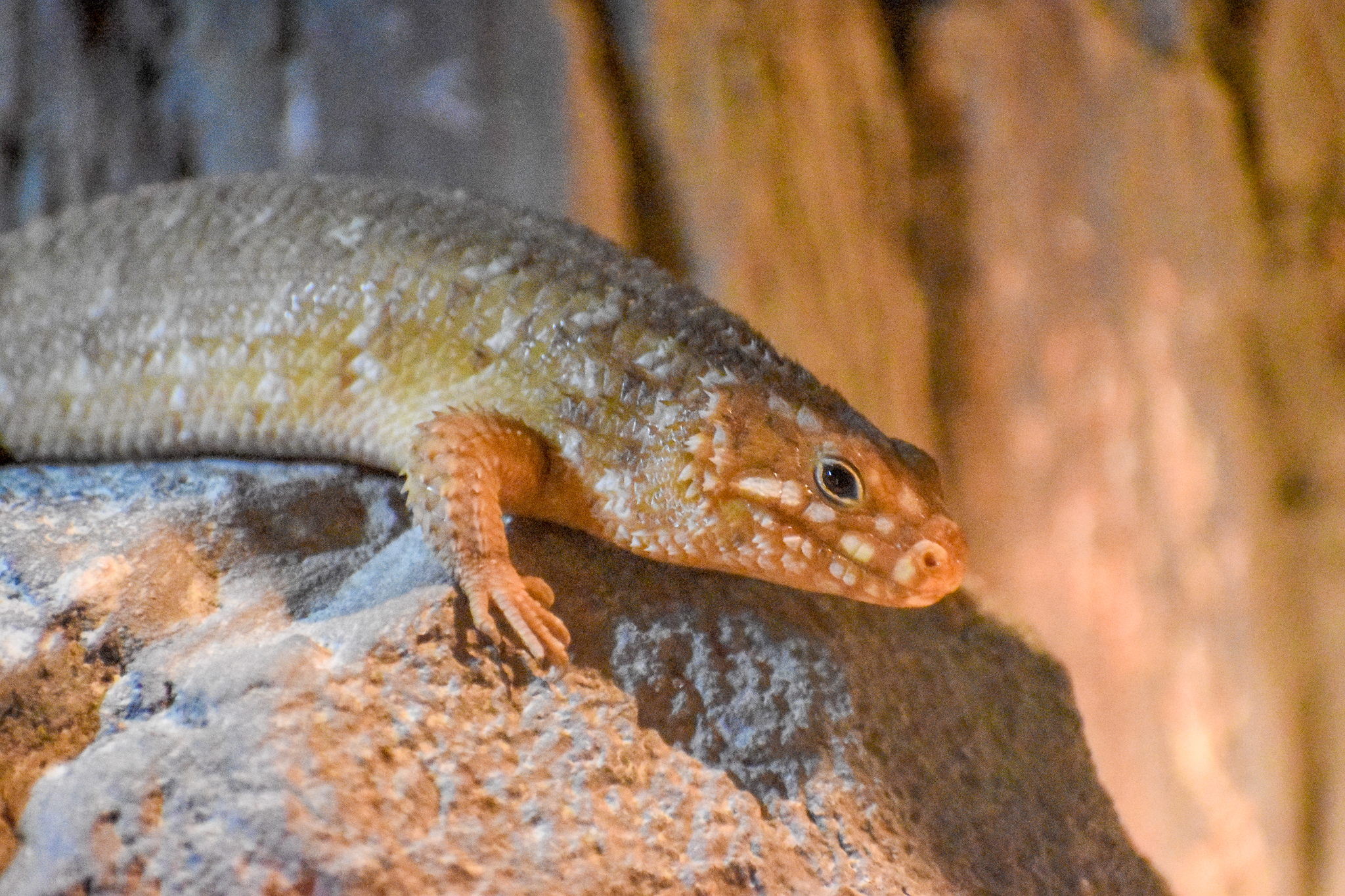 Hosmer's Skink