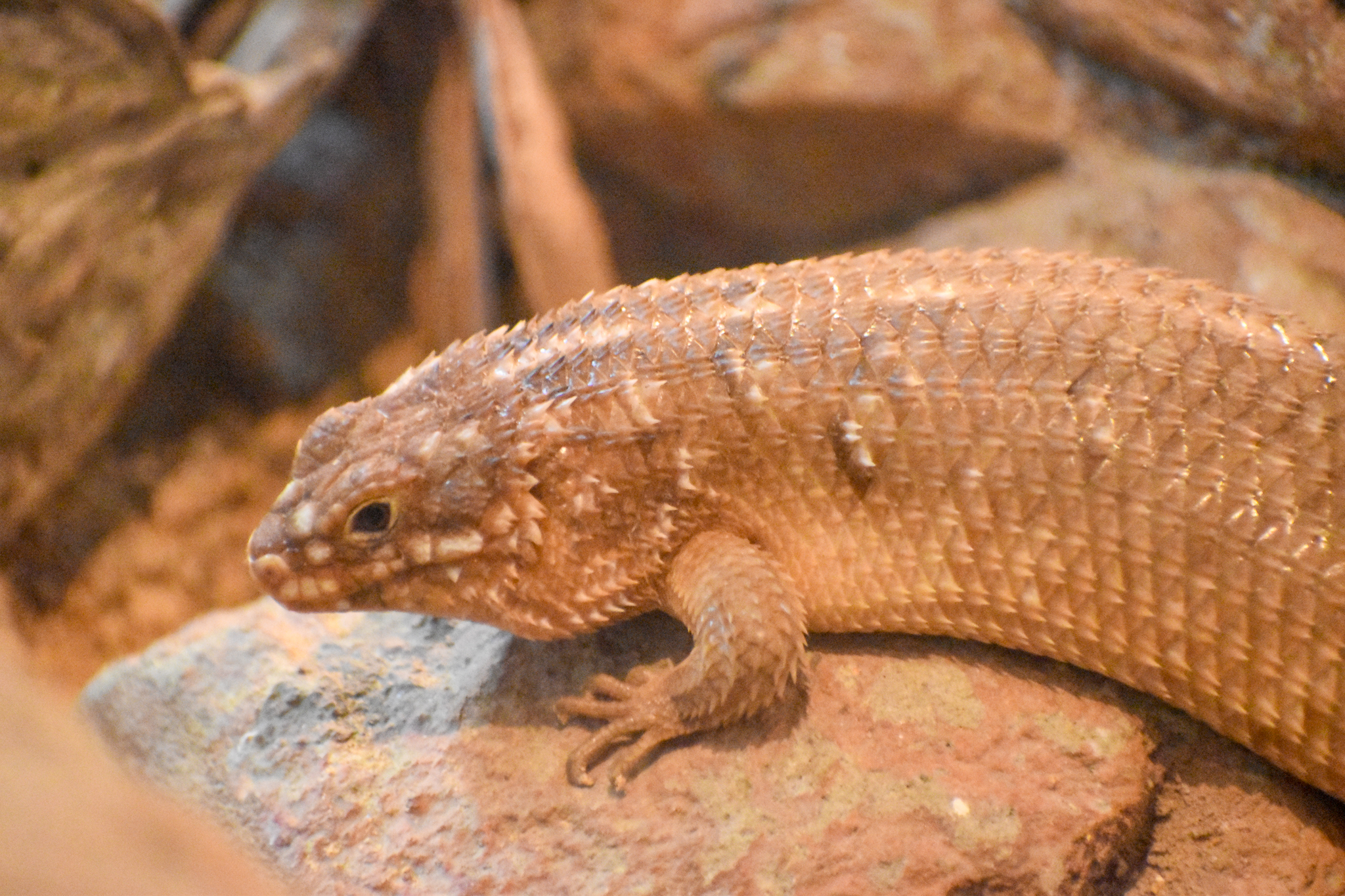 Hosmer's Skink