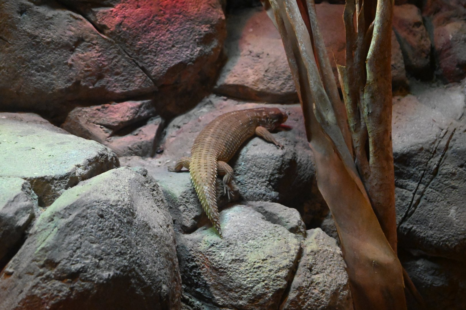Hosmer's Skink
